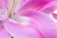 Glatte weiche rosa Makro abstrakte Blütenköpfe - Nummer 2