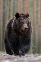 Bär ( Ursus arctos ), Europäischer Braunbär läuft direkt auf den Fotografen zu.