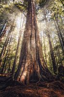 The giants from the forest