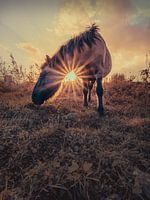 sunset horse