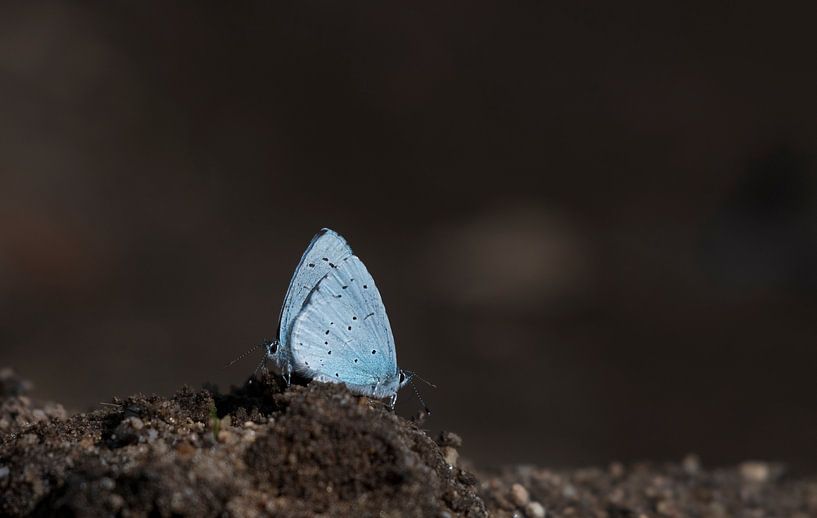 Blau von Merijn Loch