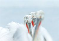 Het oog van de pelikaan