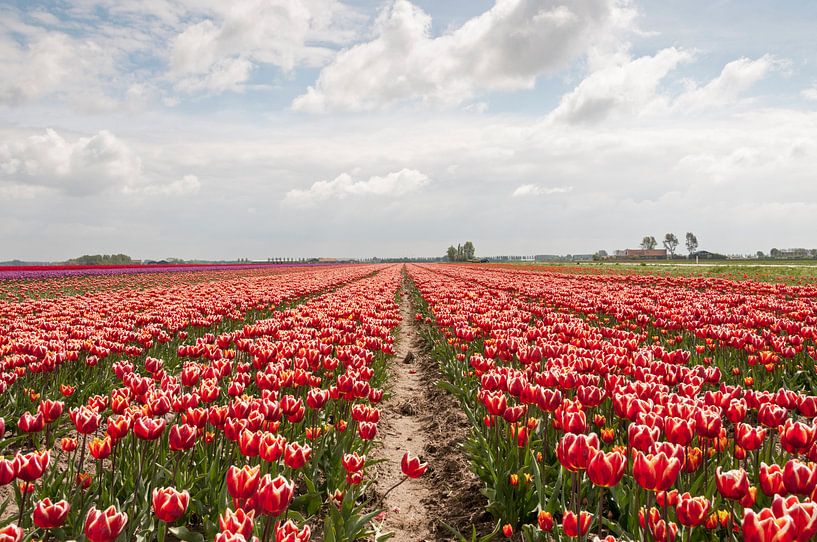 veld met rode tulpen par ChrisWillemsen