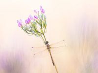 Libel in pastelkleuren