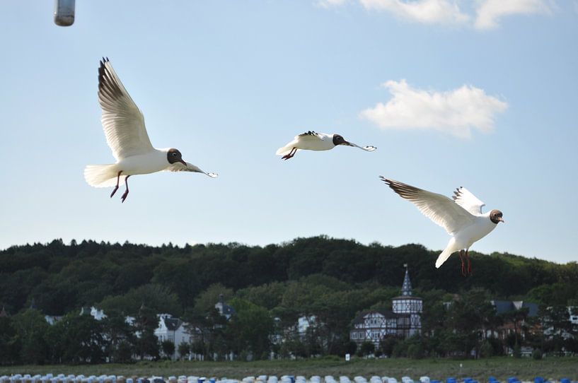 Meeuwen in vlucht naar de pier in Binz van GH Foto & Artdesign