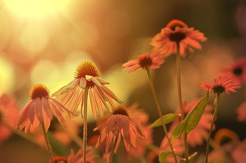 Zum Sonnenlicht by Zwergls Lichtermeer