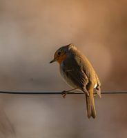 Robin