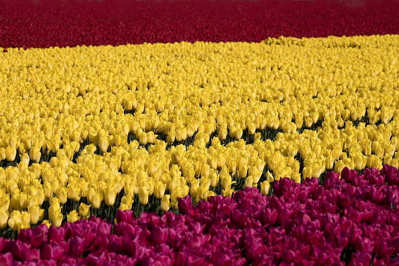 ein gelbes Tulpenfeld mit vielen roten Tulpen, die einer spanischen Flagge ähneln von W J Kok