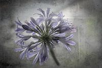 Jewel lily with raindrops