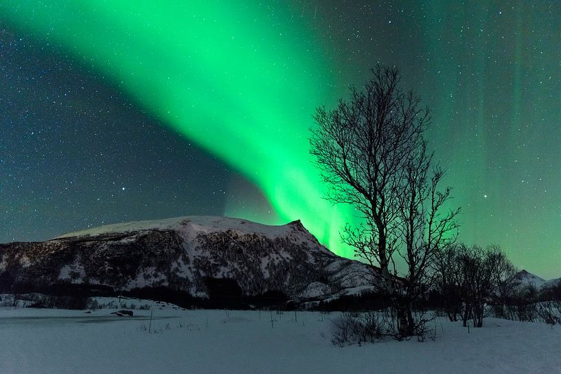 Nordlichter über den Lofoten in Norwegen von Sjoerd van der Wal Fotografie