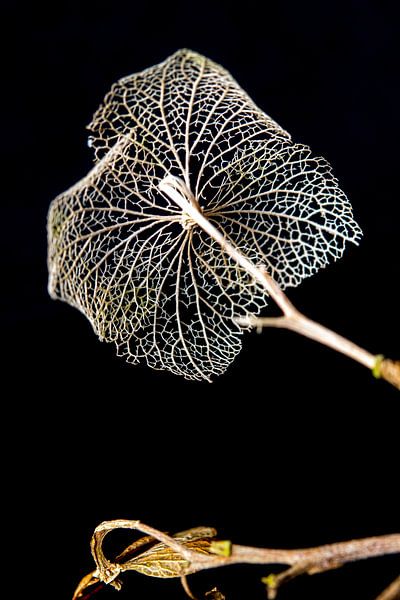  Squelette fragile des veines, impermanence par Rietje Bulthuis