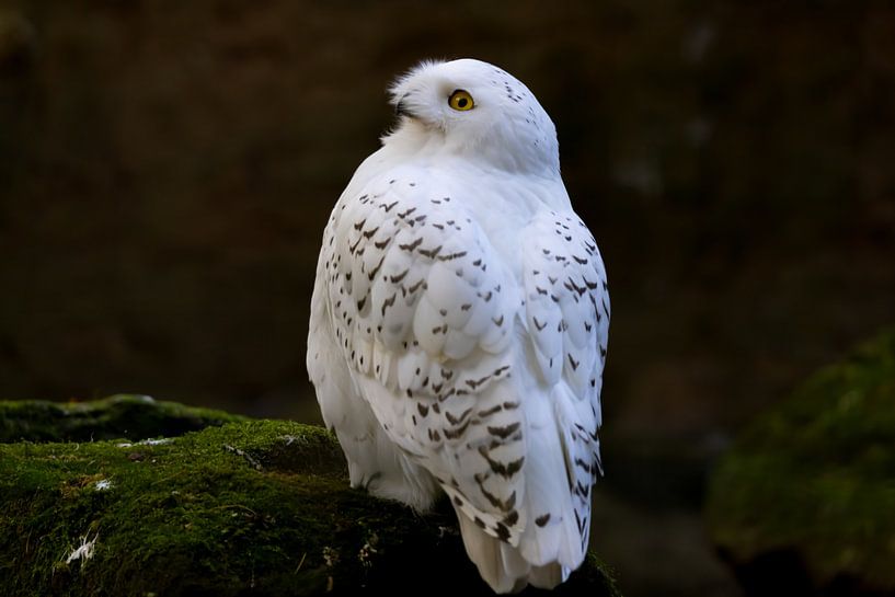 Harfang des neiges, Bubo scandiacus par Gert Hilbink