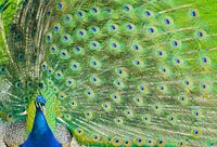 Zo trots als een pauw