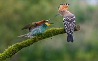 Unique photo of Bee-eater and Hoopoe
