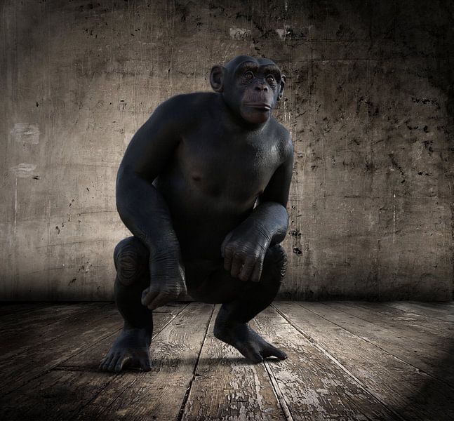 The_Chimpanzee_HMS by HMS