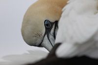 Nahaufnahme Jan van Gent