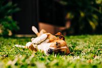 Costa Rica - Un chien au soleil