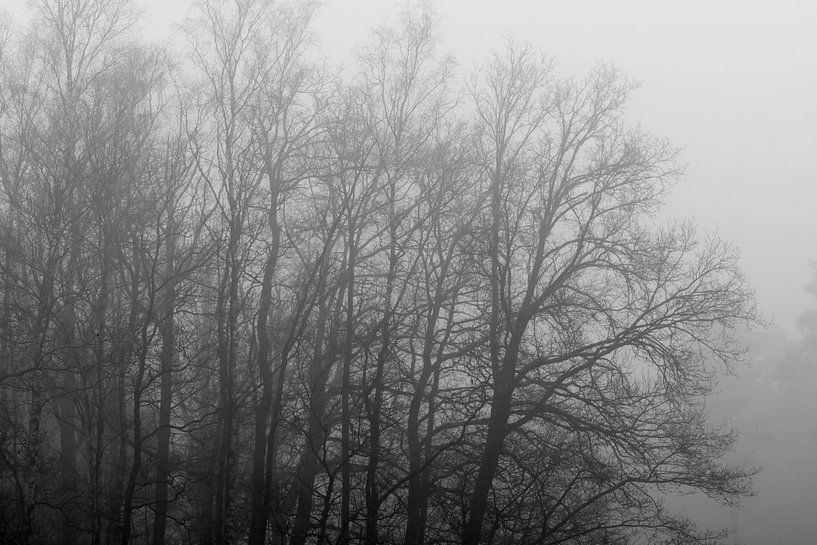 Grijze boomcontouren in de mist von Tonko Oosterink