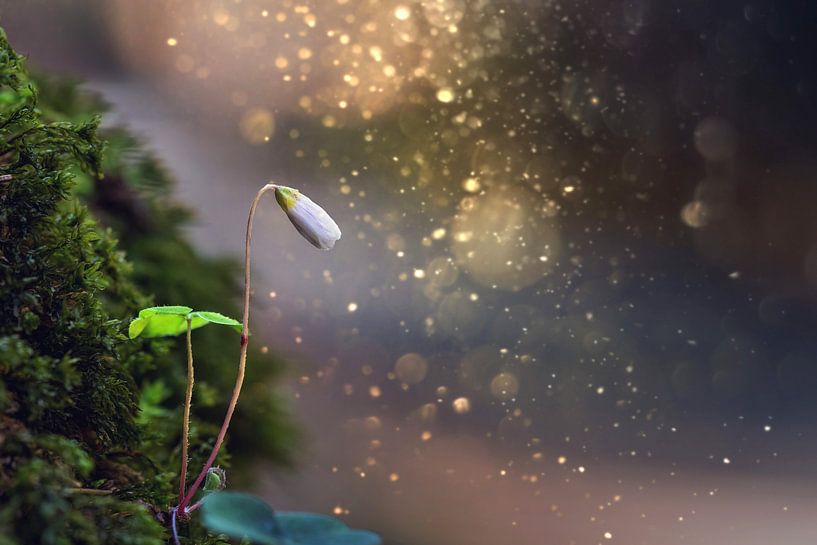 Wilder Waldklee von Sergej Nickel