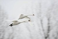 Flying Swans