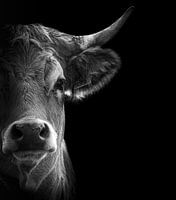 Portrait d'une vache