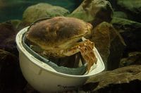 Der Helm ist ein ideales Versteck