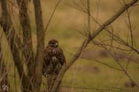 buzzard on a pole