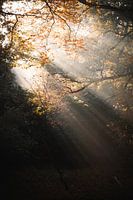 Lueur matinale à Clingendael La Haye