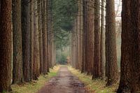 Wächter des Waldweges