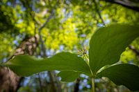 Können Sie als selbstverständlich angesehen werden?
