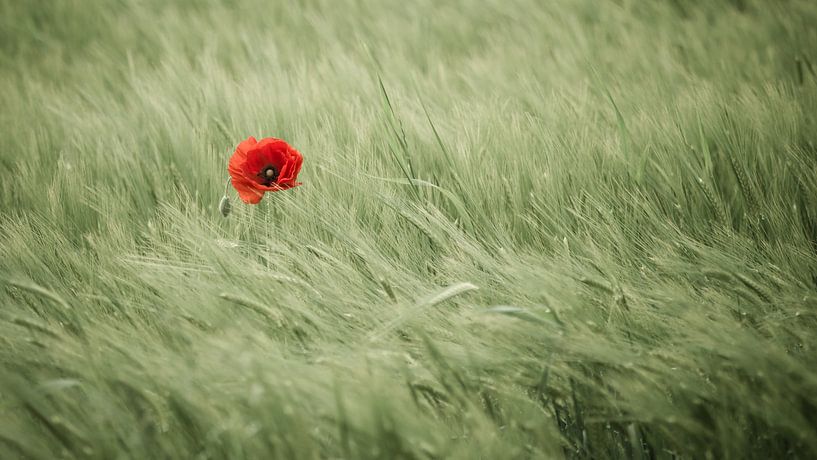 Spot of colour in the grain field by Denis Feiner