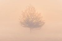 Baum im Nebel bei Sonnenaufgang