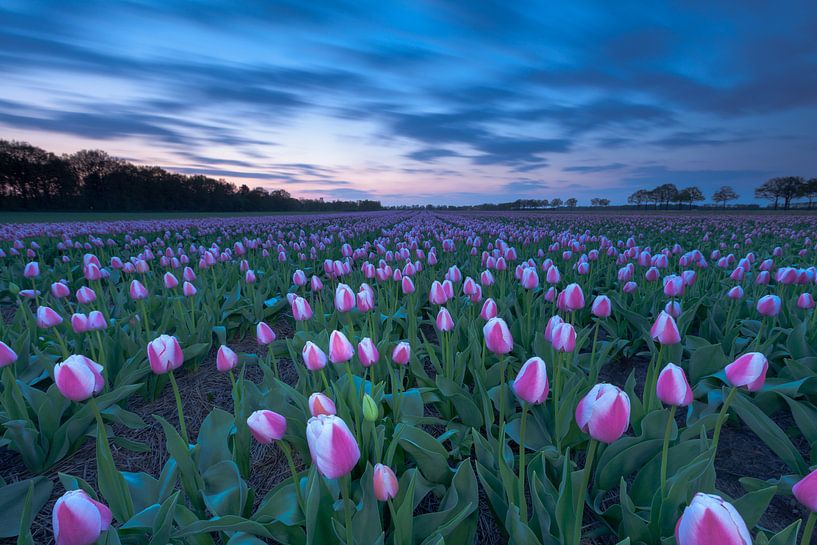 Tulpenausstellung in Drenthe von Ron Buist