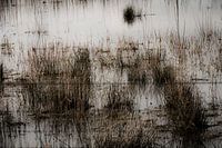 Drasland, reed and wire I