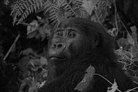 Gorille, Ouganda, noir et blanc