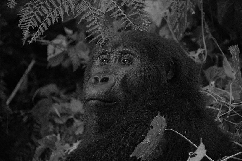 Gorille, Ouganda, noir et blanc par Oscar Kroon