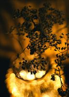 Chuchotements dans la lumière dorée