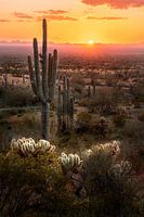 Arizona Desert Sunset Foto - Südwesten Wanddekoration - Kaktus Fotografie Druck - Schöne Landschaft Wandkunst Haus und Büro Dekoration