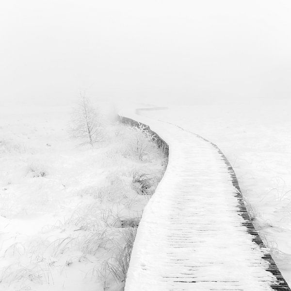Hochmoore, Belgien von Dominiek Cottem