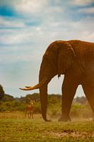 L'éléphant en Ouganda