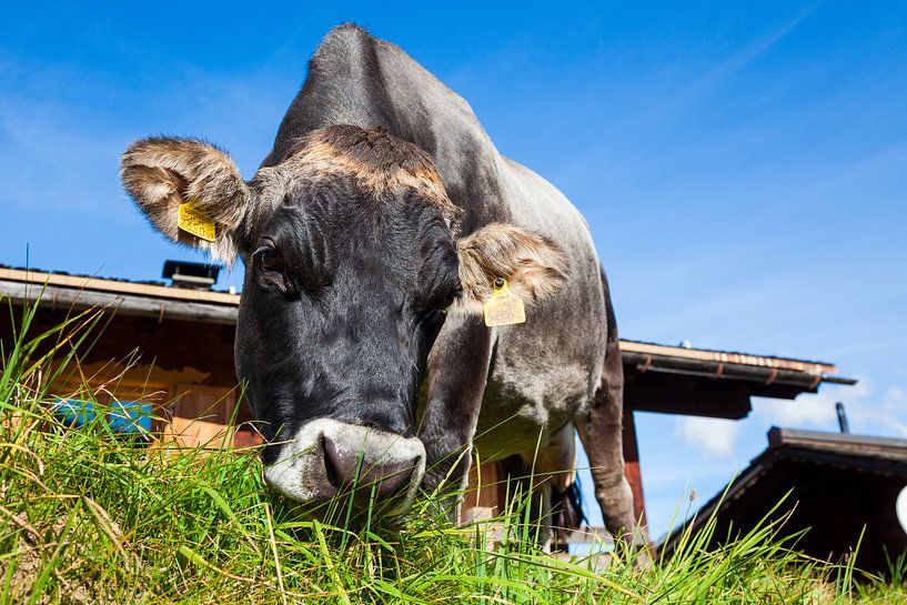 Grazende Koe von Vincent van den Hurk