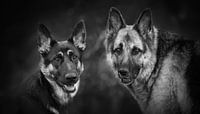 German shepherd dogs