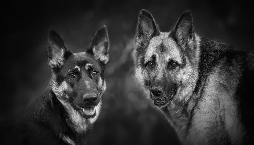 German shepherd dogs by Paula Darwinkel