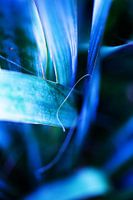 Artistieke vormen plant in groen en paars