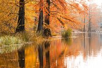 Sumpfzypressen in Tilburg