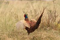 Pheasant in courtship plumage