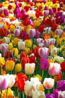 Niederländische Tulpen: der farbenfrohe Keukenhof