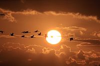 Coucher de soleil Grues Zingst Mer Baltique Allemagne