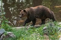 Braunbär : Ouwehands Dierenpark