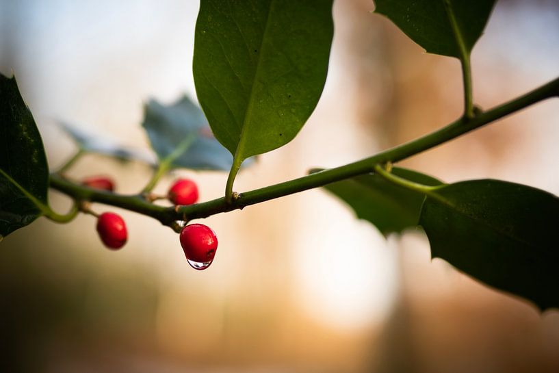 Holly von Mariette Kranenburg